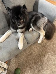 Reunited Male Dog last seen Near Pemberton road, Southampton Township, NJ 08088
