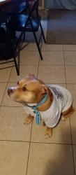 Lost Female Dog last seen Crenshaw and Burke in Pasadena Texas, Pasadena, TX 77504