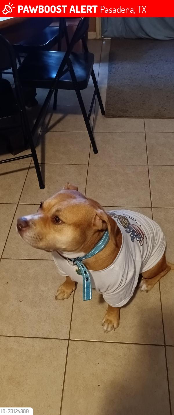 Lost Female Dog last seen Crenshaw and Burke in Pasadena Texas, Pasadena, TX 77504