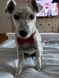 Reunited Male Dog last seen Near E Park Cir Dr, Fresno, CA 93727, USA, Fresno, CA 93727
