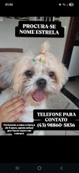 Lost Female Dog last seen Na rua da Todimo, Jardim Athenas, PR 86030-030