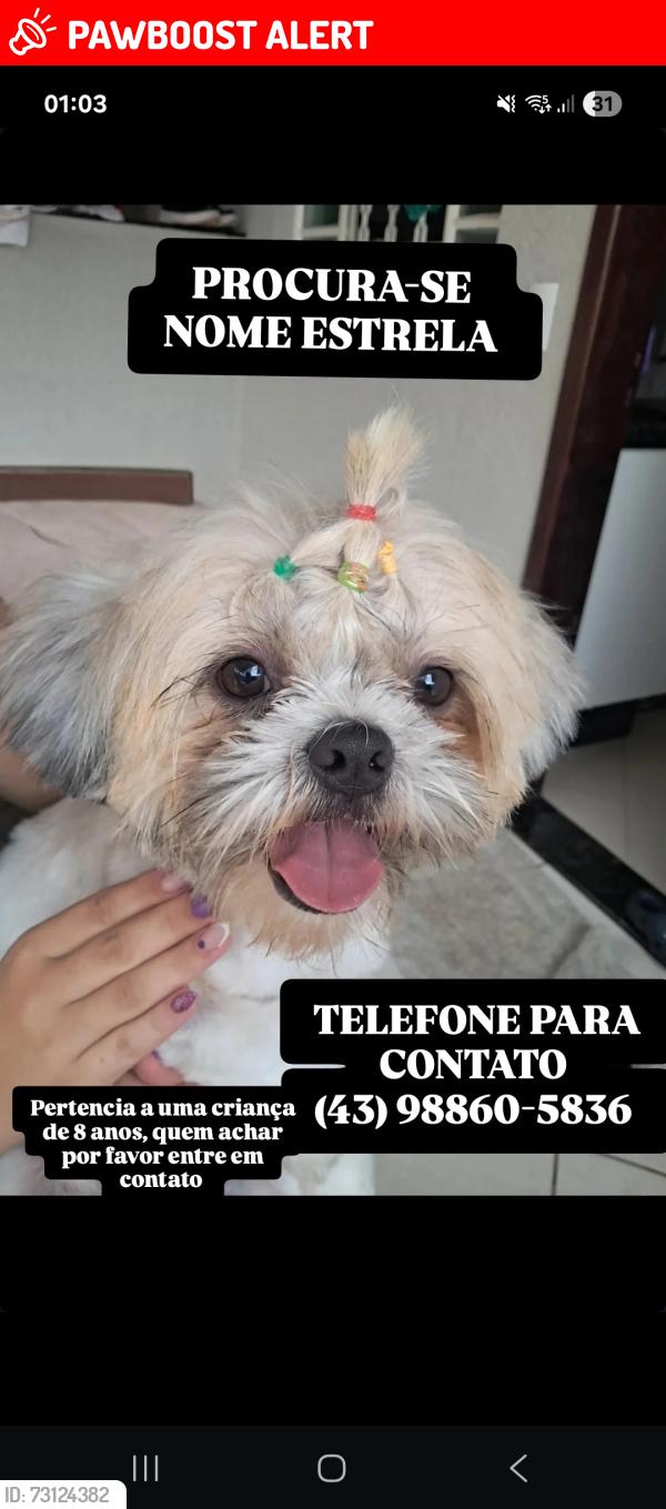 Lost Female Dog last seen Na rua da Todimo, Jardim Athenas, PR 86030-030