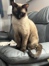 Reunited Male Cat last seen Austin Ave .ThurmanRd, New Bern, NC 28562
