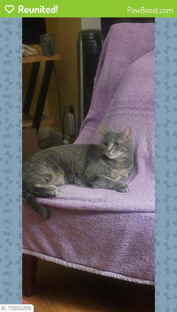 Reunited Female Cat last seen Blandena, Portland, OR 97217