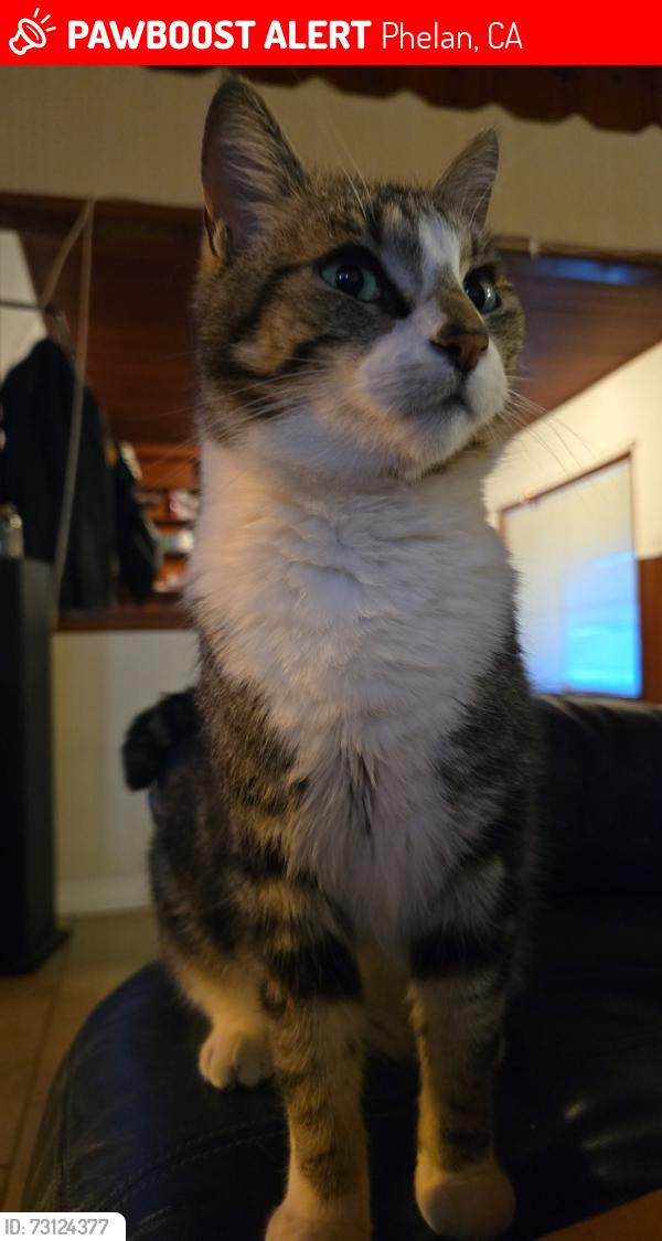 Lost Female Cat last seen Cambria and Eaby Rd, Phelan, CA 92371
