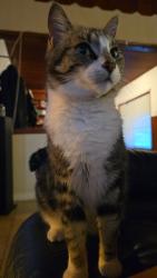 Lost Female Cat last seen Cambria and Eaby Rd, Phelan, CA 92371