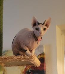 Reunited Female Cat last seen Smoky Hill & Telluride, behind Big Sandy park, Centennial, CO 80015