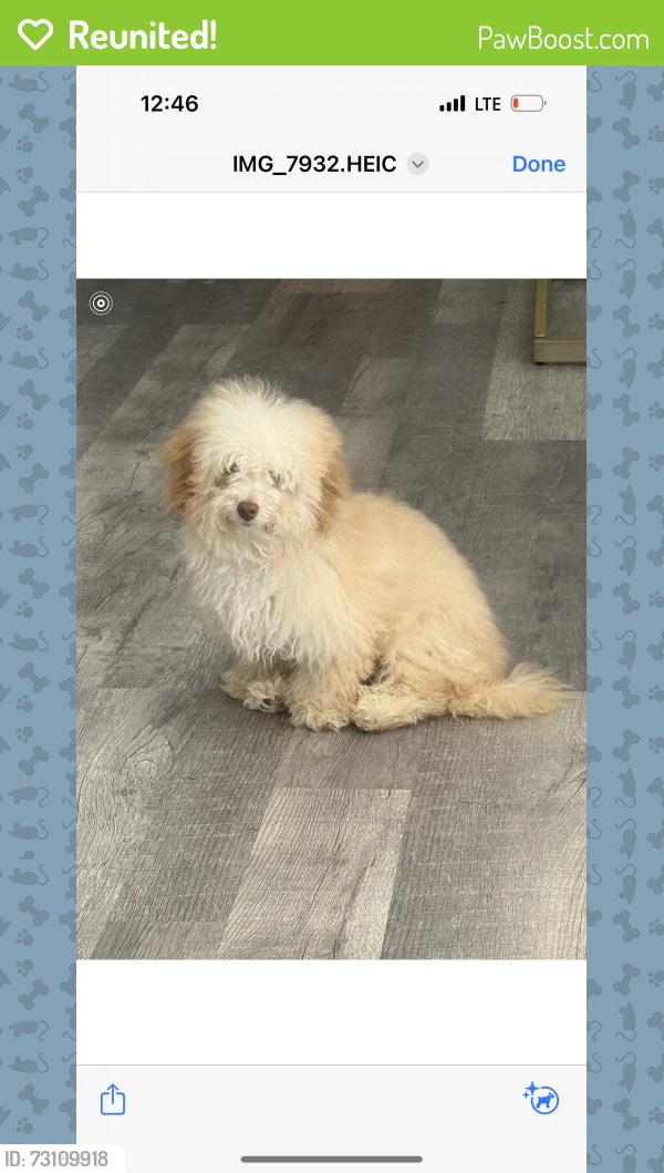 Reunited Male Dog last seen Off of I-30 & Chapel Creek, Fort Worth, TX 76108