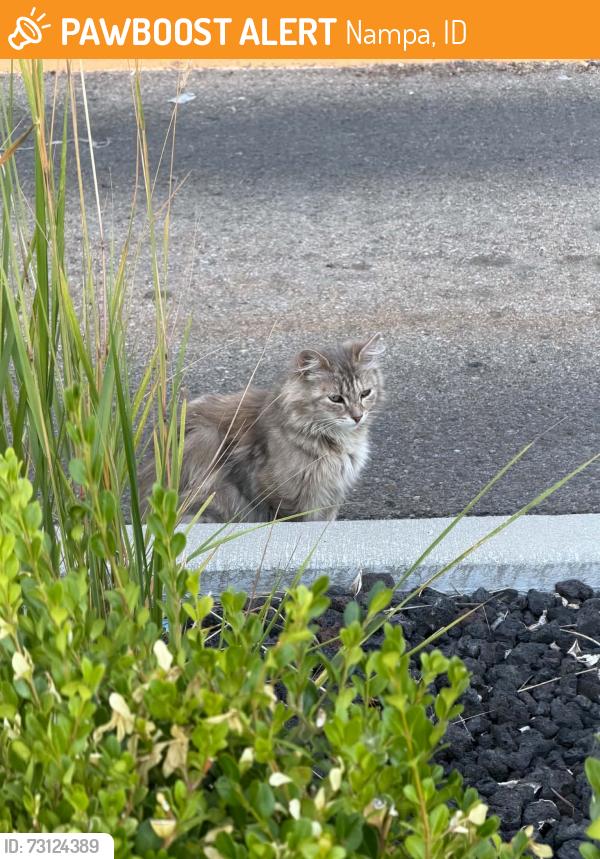 Found/Stray Unknown Cat last seen Walmart Neighborhood Market, Nampa, ID 83651