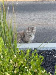 Found/Stray Unknown Cat last seen Walmart Neighborhood Market, Nampa, ID 83651