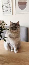 Reunited Female Cat last seen Wilbraham road, Fallowfield, England M14 6FG