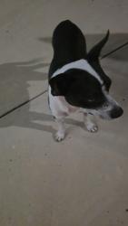 Found/Stray Male Dog last seen Lago Vista Subdivison, Brownsville, TX 78575
