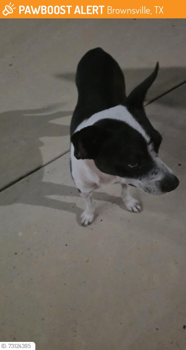 Found/Stray Male Dog last seen Lago Vista Subdivison, Brownsville, TX 78575