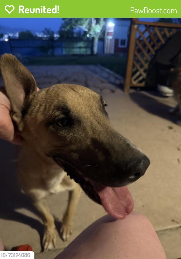 Reunited Male Dog last seen Halo Cir SE, Rio Rancho, NM 87124, USA, Rio Rancho, NM 87124