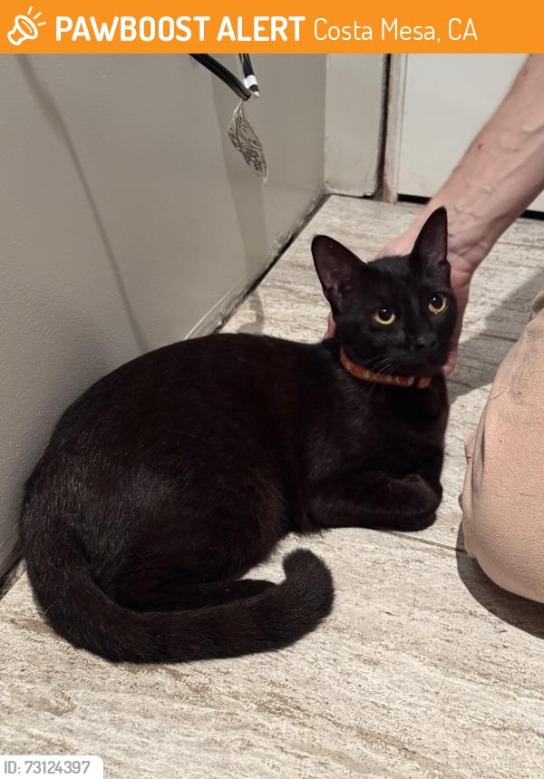 Found/Stray Unknown Cat last seen towne st, Costa Mesa, CA 92627