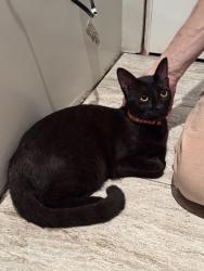 Found/Stray Unknown Cat last seen towne st, Costa Mesa, CA 92627
