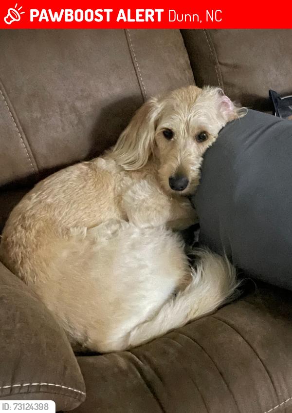 Lost Female Dog last seen antioch church rd dunn / erwin, Dunn, NC 28339