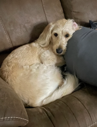 Lost Female Dog last seen antioch church rd dunn / erwin, Dunn, NC 28339