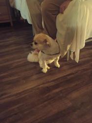Lost Female Dog last seen denton, Fort Worth, TX 76248