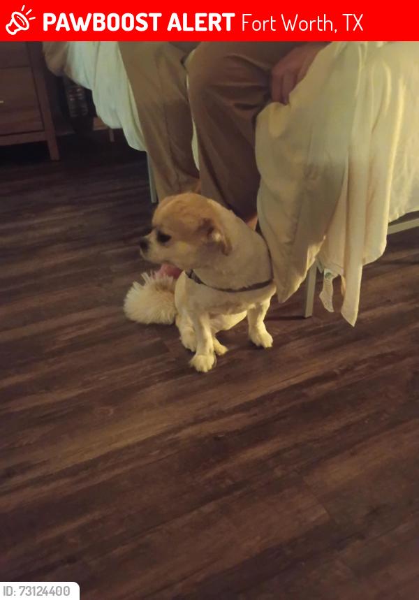 Lost Female Dog last seen denton, Fort Worth, TX 76248