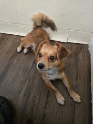 Reunited Female Dog last seen W 253rd St, Lomita, CA, USA, Lomita, CA 90717