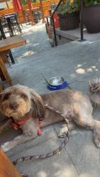 Reunited Male Dog last seen Shoshone and 38th, Denver, CO 80211