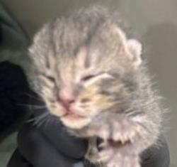 Shelter Stray Male Cat last seen Near Las Palmas, National City, CA, 91950, 5500 Gaines St, San Diego, CA 92110, USA