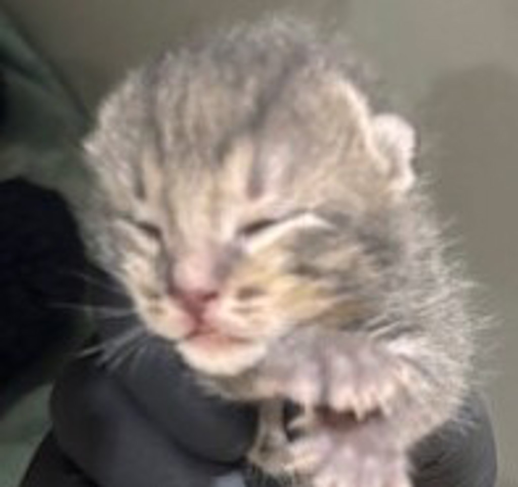 Shelter Stray Male Cat last seen Near Las Palmas, National City, CA, 91950, 5500 Gaines St, San Diego, CA 92110, USA