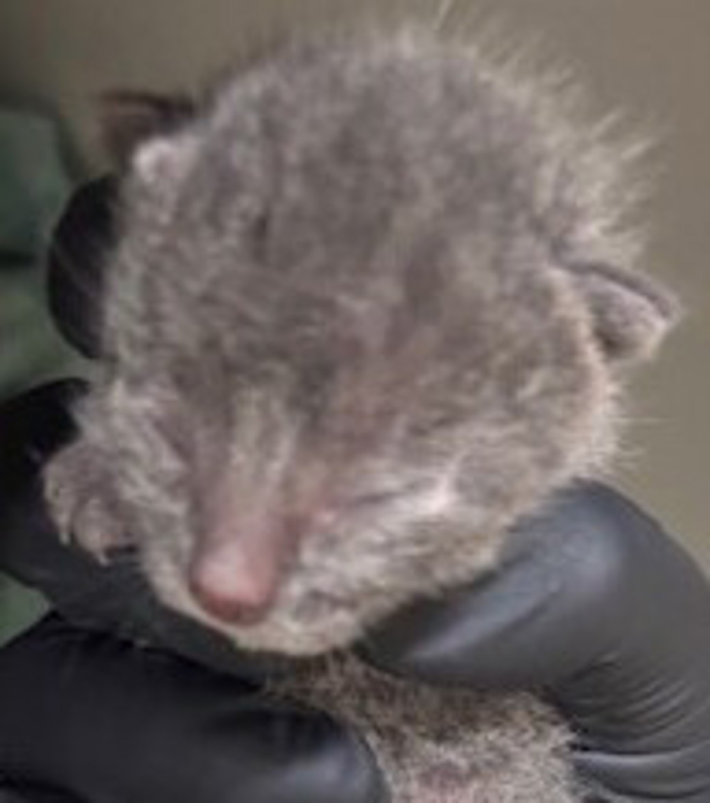 Shelter Stray Male Cat last seen Near Las Palmas, National City, CA, 91950, 5500 Gaines St, San Diego, CA 92110, USA