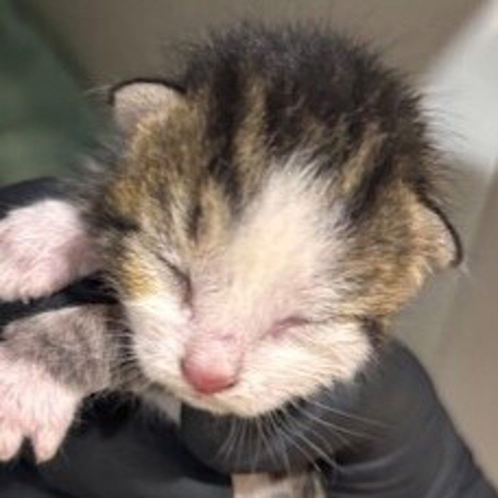 Shelter Stray Male Cat last seen Near Las Palmas, National City, CA, 91950, 5500 Gaines St, San Diego, CA 92110, USA