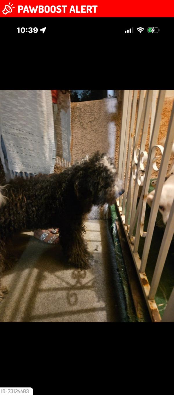 Lost Female Dog last seen Hazard and fairmount, East Los Angeles, CA 90063