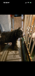 Lost Female Dog last seen Hazard and fairmount, East Los Angeles, CA 90063