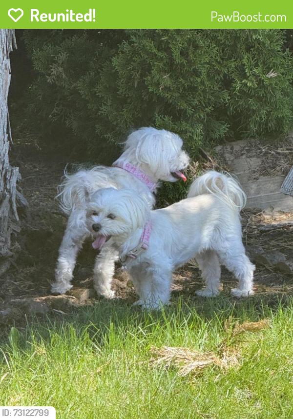 Reunited Female Dog last seen SW willow brook ave, Gresham, OR 97080
