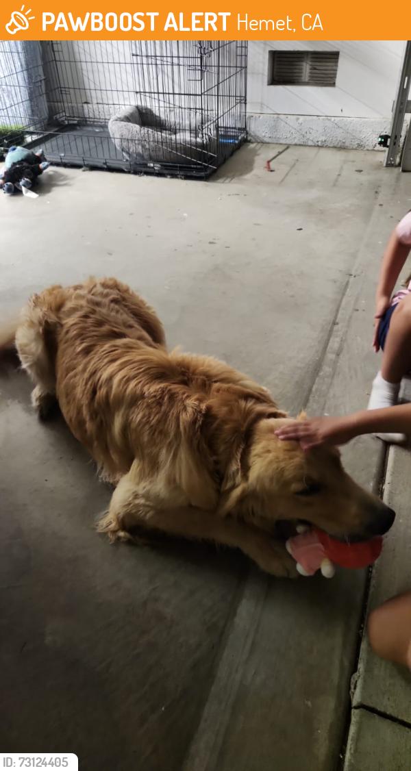 Found/Stray Male Dog last seen Mary Henley Park, Hemet, CA 92583
