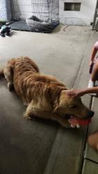 Found/Stray Male Dog last seen Mary Henley Park, Hemet, CA 92583
