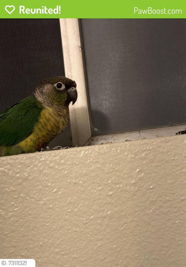 Reunited Unknown Bird last seen Indian Hill & Vista Dr, Claremont, CA 91767