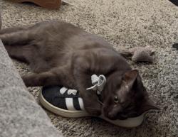 Reunited Male Cat last seen Paintbrush park, Castle Rock, CO 80109