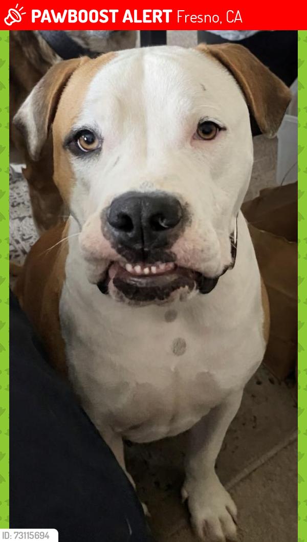 Lost Male Dog last seen temperance and builder intersection, Fresno, CA 93727