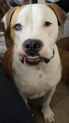 Lost Male Dog last seen temperance and builder intersection, Fresno, CA 93727