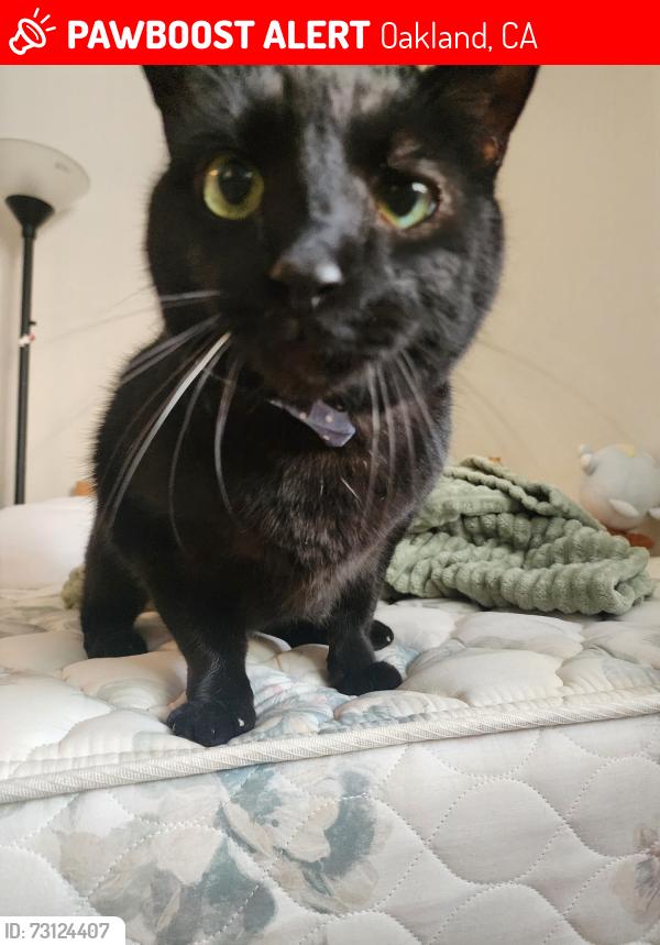 Lost Male Cat last seen Elucid ave, Oakland, CA 94610
