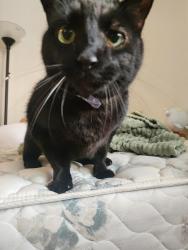 Lost Male Cat last seen Elucid ave, Oakland, CA 94610