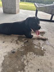 Found/Stray Female Dog last seen Brackridge Park, Jacksonville, FL 32216
