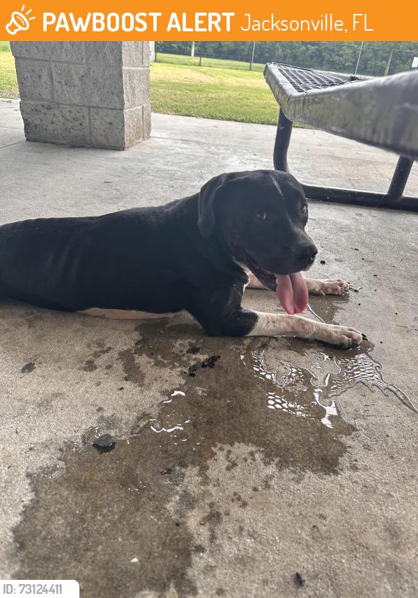 Found/Stray Female Dog last seen Brackridge Park, Jacksonville, FL 32216