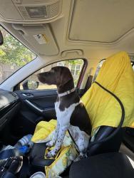 Reunited Female Dog last seen Westminster dog park/open space, Westminster, CO 80030