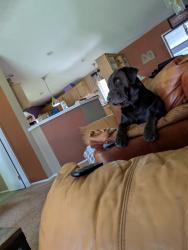Lost Male Dog last seen Hwy 160 Albertsons parking lot, Pahrump, NV 89041