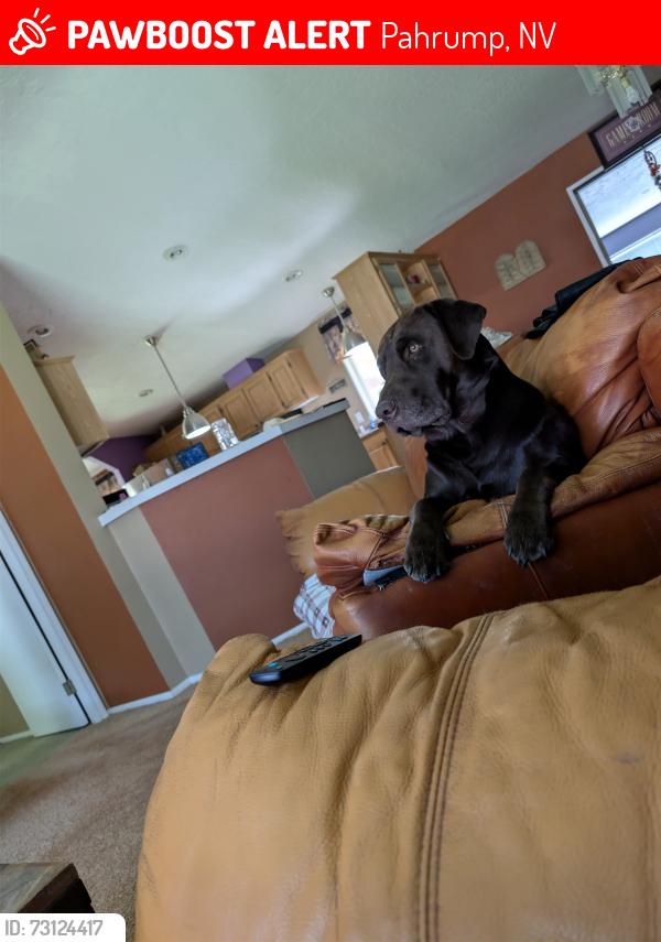 Lost Male Dog last seen Hwy 160 Albertsons parking lot, Pahrump, NV 89041