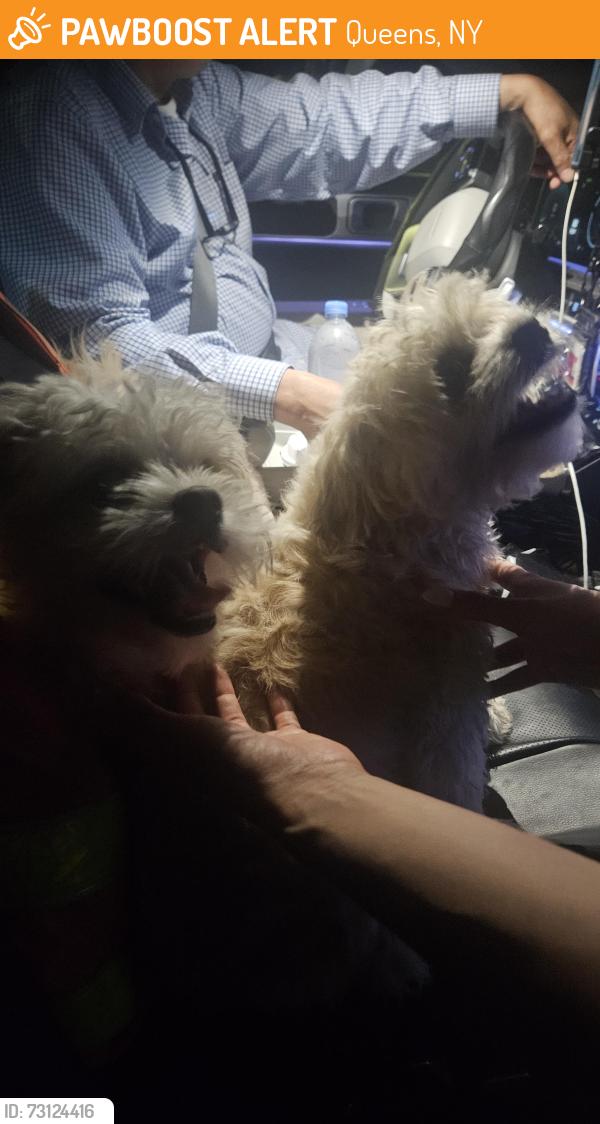 Found/Stray Male Dog last seen Hempstead and Springfield blvd, Queens, NY 11429