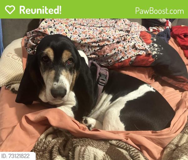 Reunited Female Dog last seen Overlook Place, Murfreesboro, TN 37130