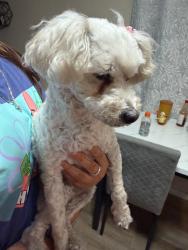 Found/Stray Female Dog last seen Radisson Ave and Adoree st , Norwalk, Norwalk, CA 90650