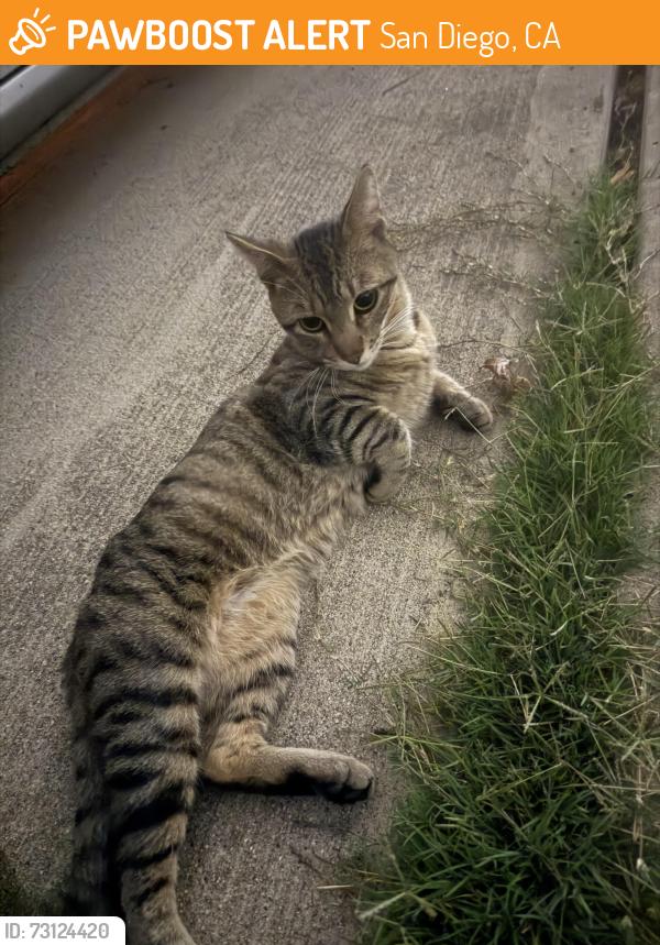 Found/Stray Male Cat last seen Mira Mesa, Gold Coast Court, San Diego, CA 92126